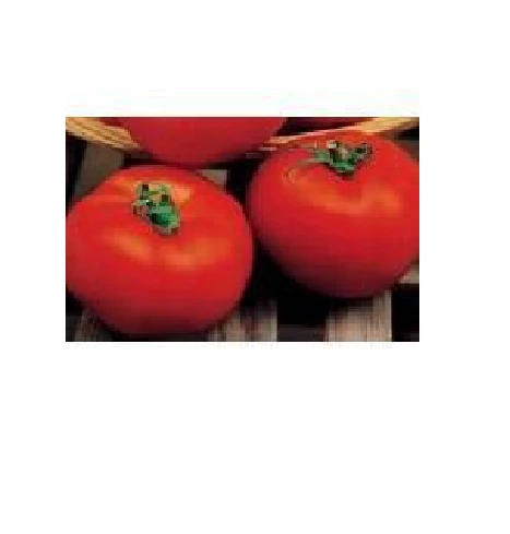 Nasiona pomidora HECTOR F1 5g Standard