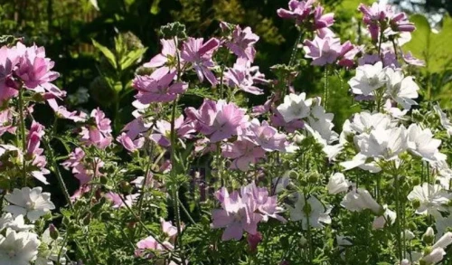 Legutko Ślaz piżmowy mieszanka 0,2g st.