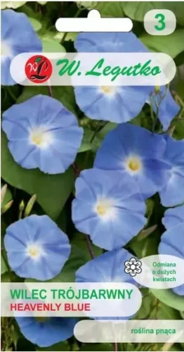 Legutko Wilec trójbarwny Heavenly Blue niebieski 2g st