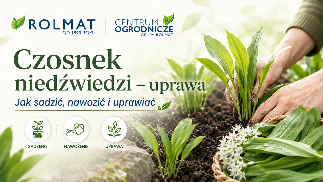 Czosnek niedźwiedzi uprawa - sadzenie, nawożenie, zbiory