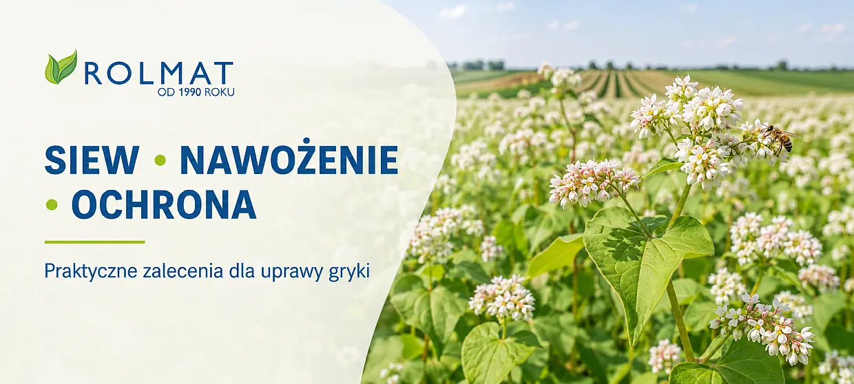 Uprawa gryki krok po kroku: jak siać, nawozić i chronić plony?