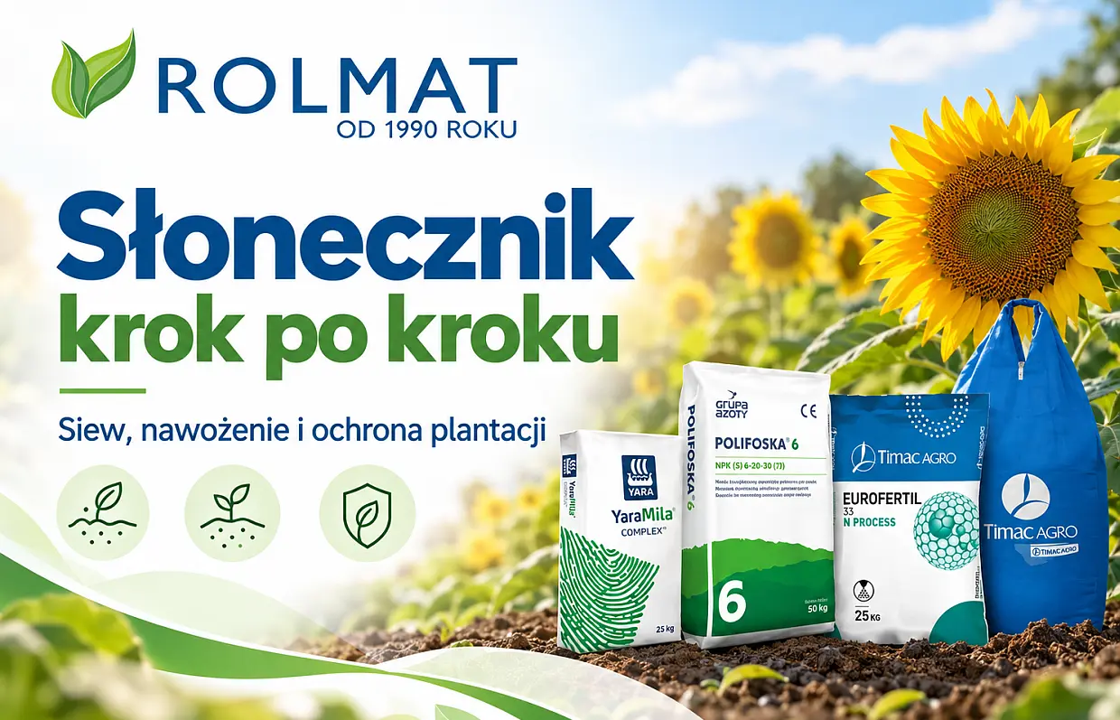 Uprawa słonecznika - czy jest opłacalna?