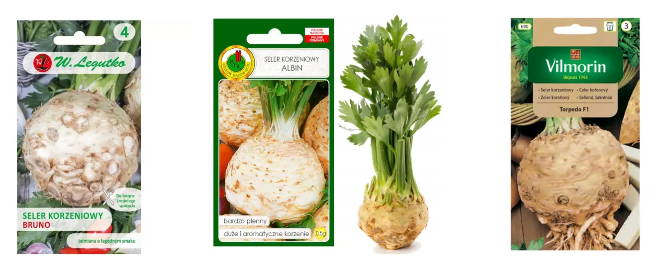 Nasiona selera - sklep Rolmat