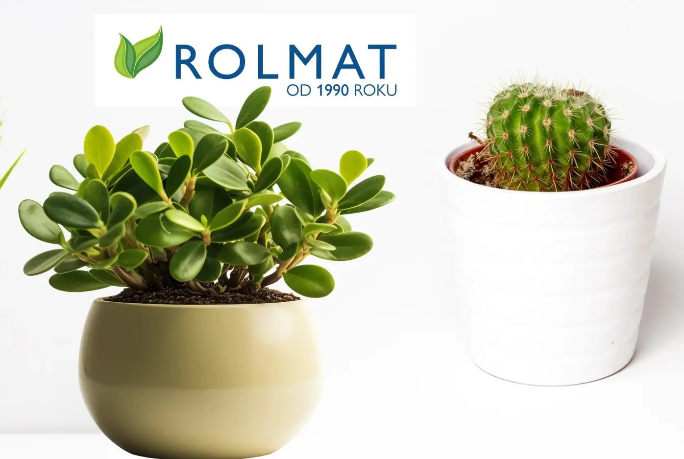 Jak nawozić kaktusy - nawożenie sukulentów przykłady