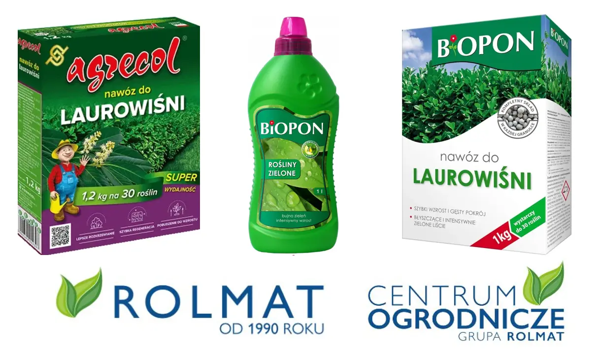 Nawozy do laurowiśni - kompleksowe odżywianie wawrzynośliwy