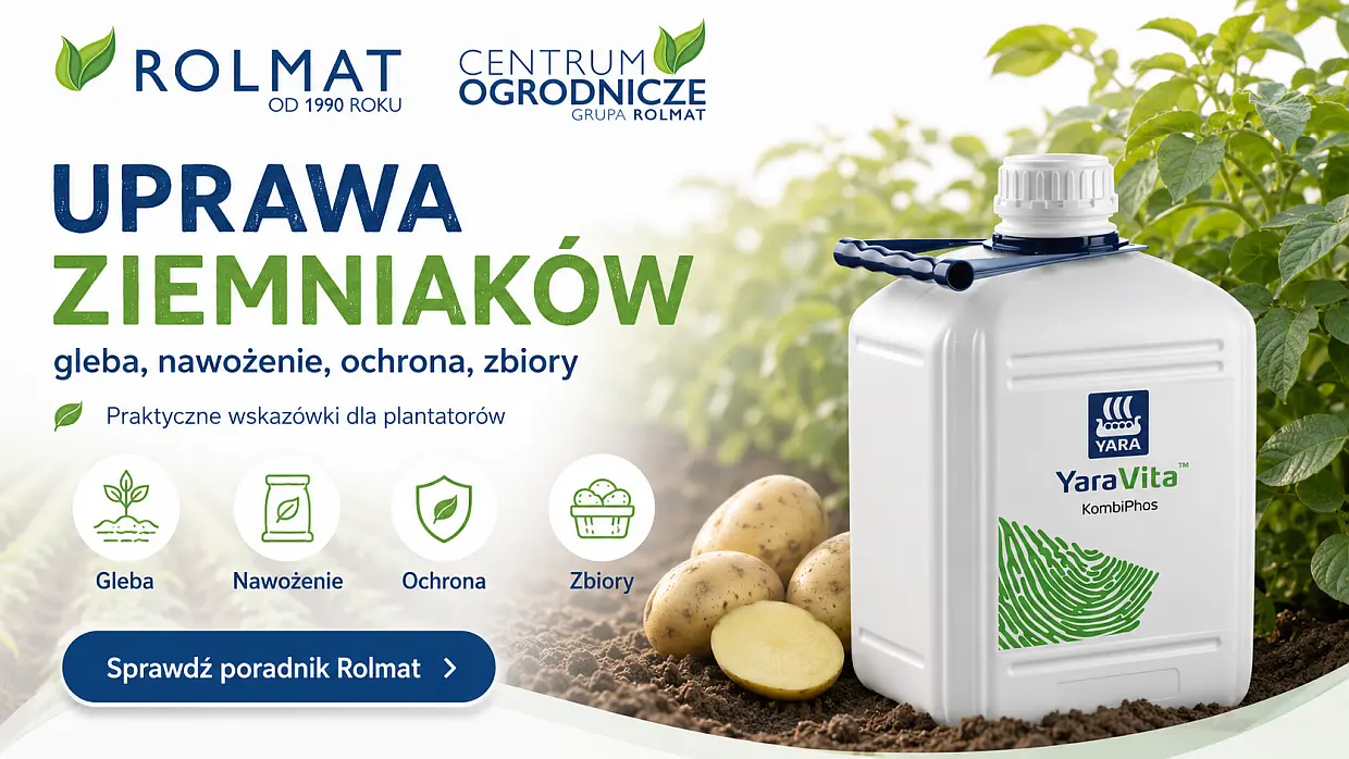 Czy uprawa ziemniaka na dużą skalę jest opłacalna?