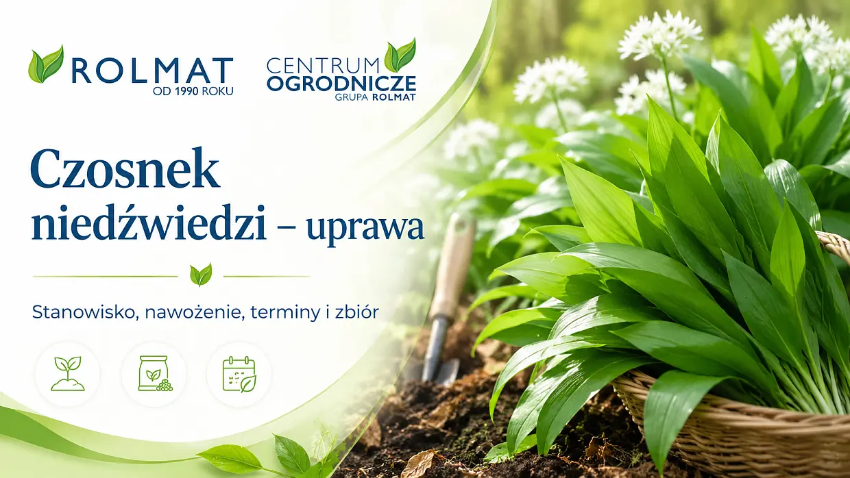 Czosnek niedźwiedzi uprawa - zalecenia i wyliczenia kosztów produkcji