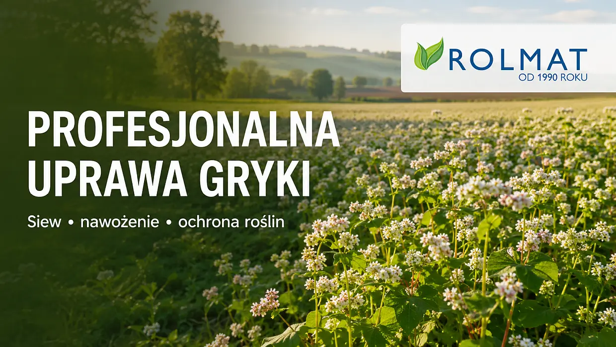 Profesjonalna uprawa gryki: siew, nawożenie i ochrona