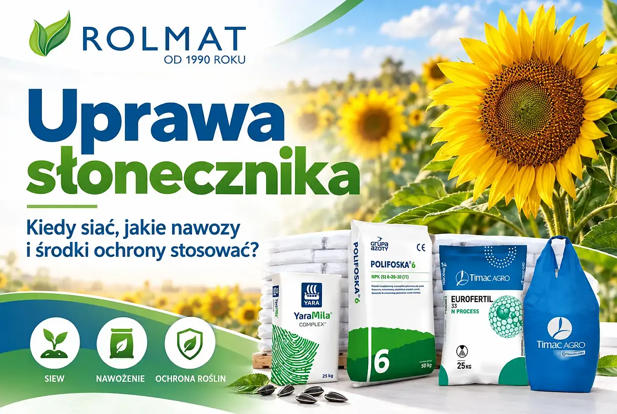 Uprawa słonecznika – kiedy siać, jak nawozić i chronić plantację?